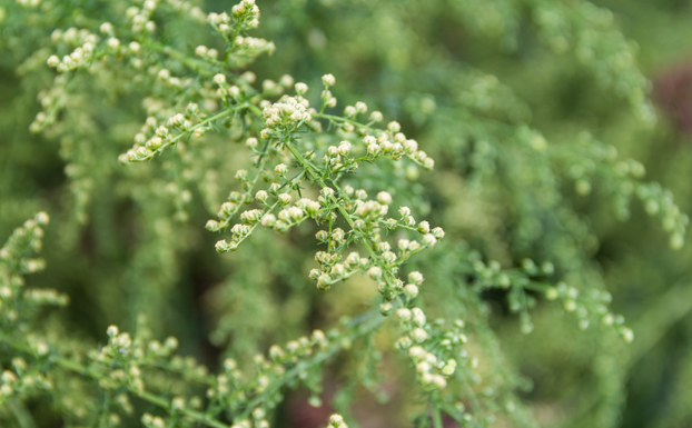 Artemisia annua. Source_istockphoto.com. Credit_gabrielabertolini