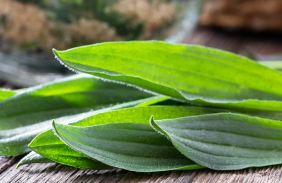 Ribwort leaves