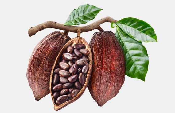 cocoa proanthocyanidins