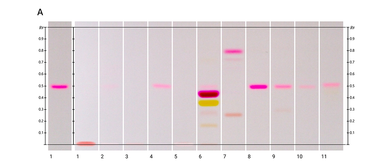 HPTLC fingerprints: White light (A); Track 1 (left) shows Rhodamine B standard, track 1 (right): tutti frutti, tracks 2: sugar-coated jelly, track 3: jelly, track 4: cotton candy, track 5: ice barfi, track 6: cosmetic sample sindoor, track 7: lipstick, track 8: liquid lipstick, track 9: blusher, track 10: eye shadow, track 11: nail polish 