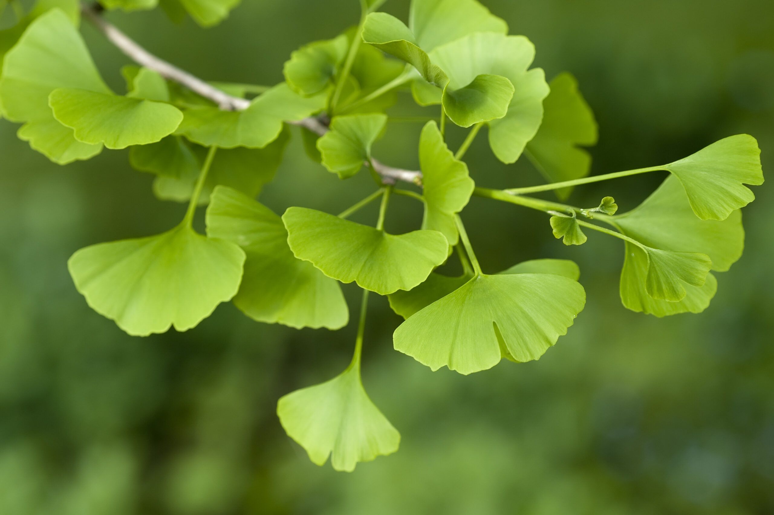 Quantification of Ginkgolides and Bilobalide by HPTLC