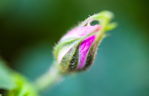 Tender bud of the dog rose's pink flower