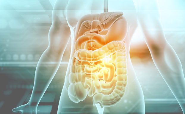 human-digestive-system-3d-illustration_istockphoto