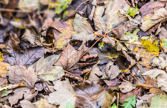 Autumnal leaf litter