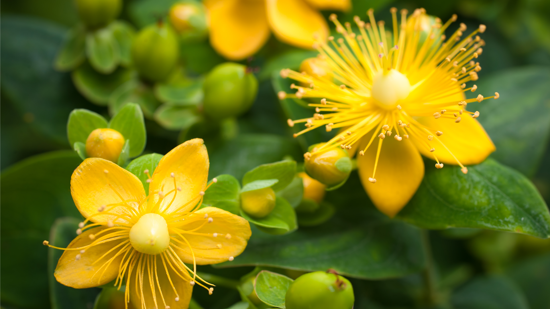 HPTLC Study on St. Johns Wort