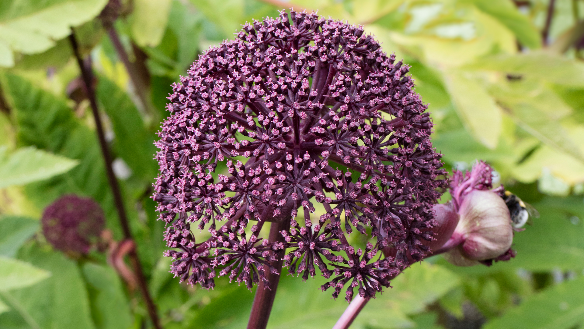 HPTLC Fingerprinting for Angelica Gigas