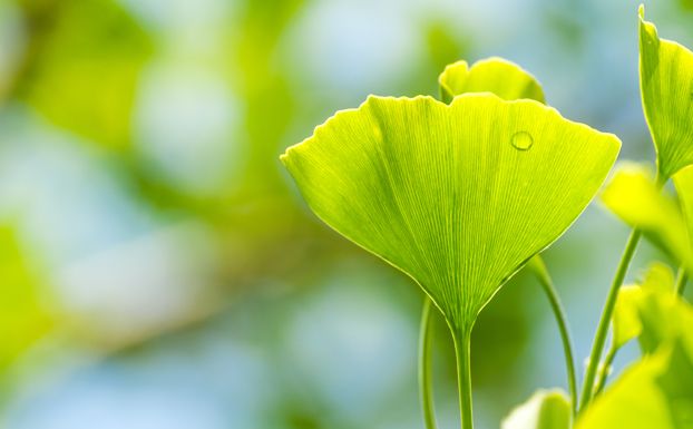 Ginkgo biloba