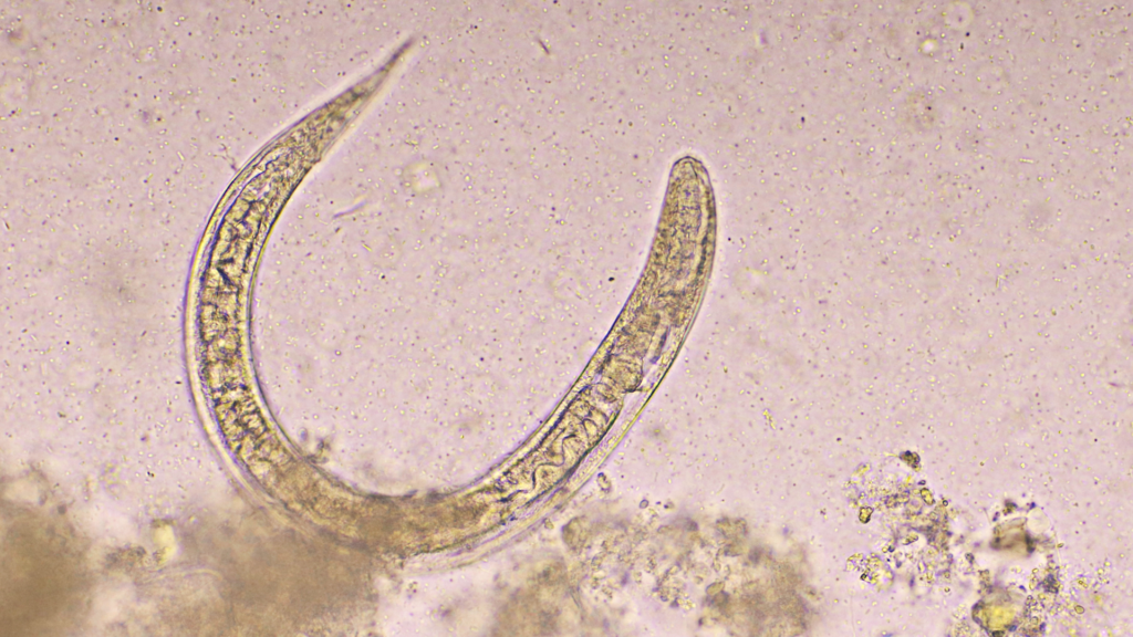 Fully Automated Analysis of Antiparasitic Drugs in Dried Blood Spots ...