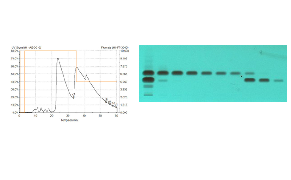 Online monitoring of the purification process by LC-UV (254 nm, left) versus offline by HPTLC-UV (individual fractions at 254 nm, right)