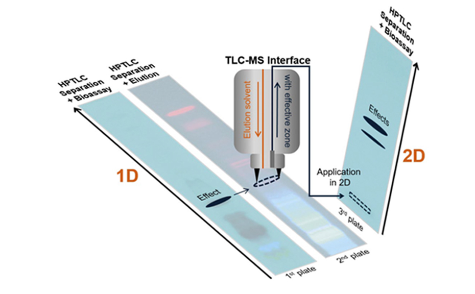 Image of the dynamic heart cut 2D approach with elution of the chroma- togram zone from the parallel partial HPTLC plate that was only developed (no AChE assay) [2]