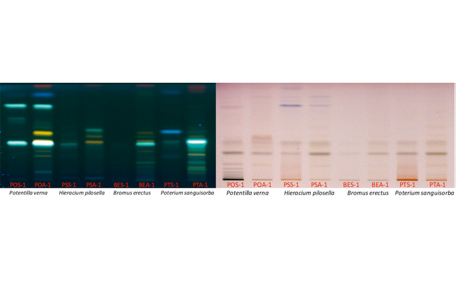 Typical HPTLC fingerprints of the four analyzed plant species