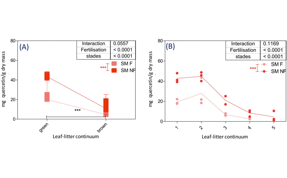 Relative quantity of polyphenols in mg of quercetin/g dry mass in the leaflitter continuum of Sanguisorba minor