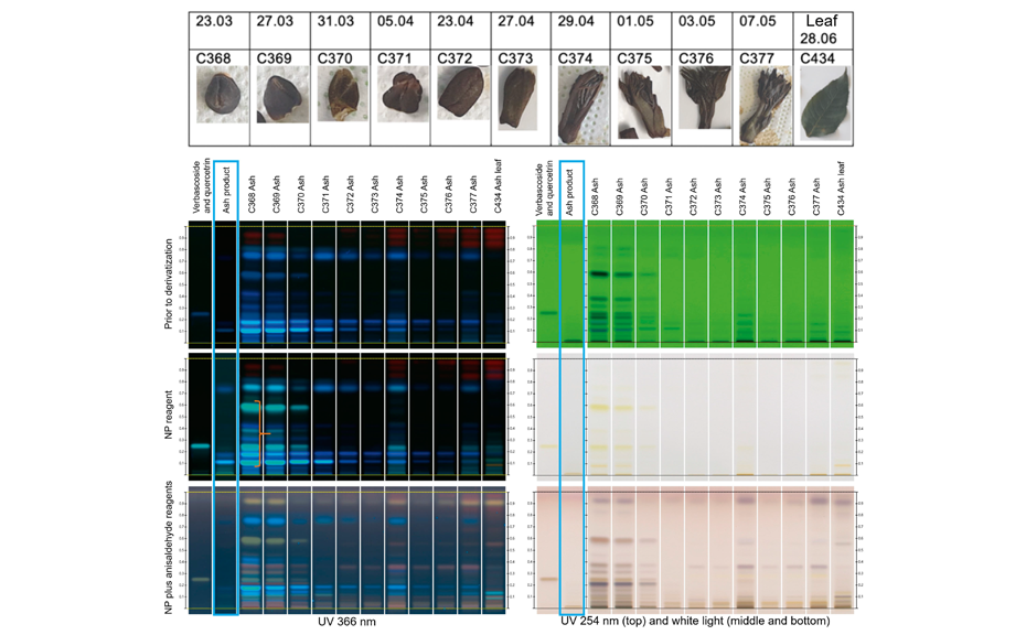 Images and fingerprints of ash bud and leaf under different detections,collected between March and June