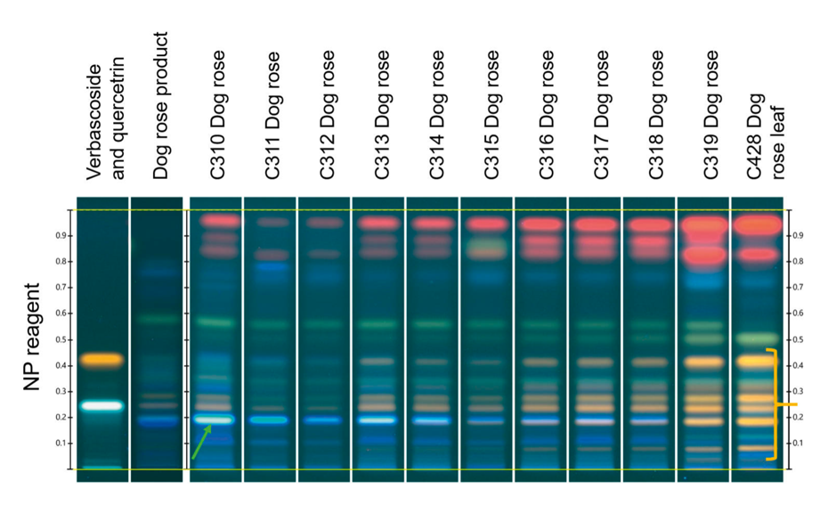 Fingerprints of dog rose bud and leaf collected between 23 March and 28 June, under UV 366 nm after derivatization with NP reagent