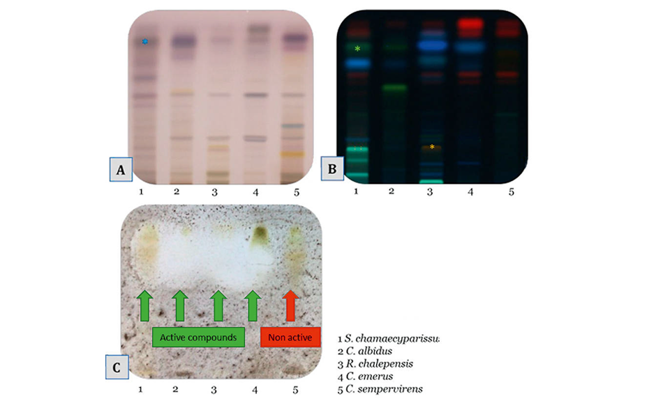 HPTLC chromatograms under white light after derivatization with anisaldehyde-sulfuric acid reagent (A, *glycyrrhizic acid, track1), under UV 366 nm after derivatization with NP-PEG (B, *quercetin, track1, *rutin, track3), and under white light after incubation with A. brasiliensis (C)