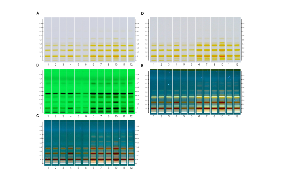 HPTLC fingerprints: White light (A), UV 254 nm (B) & UV 366 nm (C) prior to derivatization, and white light after derivatization (D) and UV 366 nm after derivatization (E); Tracks 1 & 7: Saffron (BRM), tracks 2 & 8: marketed branded sample 1, tracks 3 & 9: marketed branded sample 2, tracks 4 & 10: marketed branded sample 3, tracks 5 & 11: marketed non-branded sample 1, and tracks 6 & 12: marketed non-branded sample 2