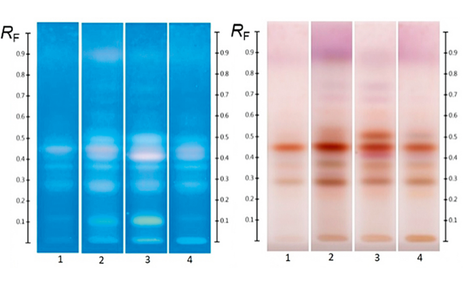 Different honeys labelled as “Jarrah”; image at UV 366 nm and white light after derivatization with vanillin reagent