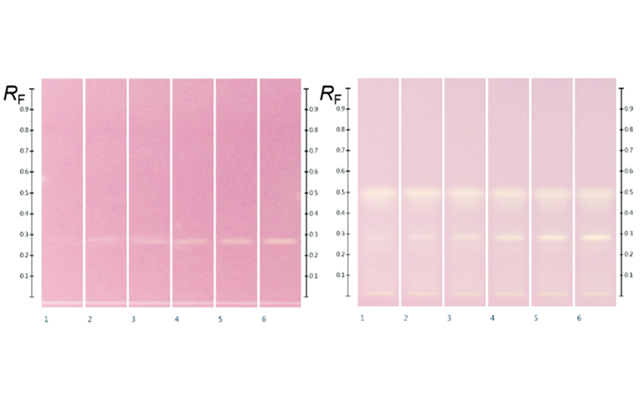 HPTLC chromatograms at white light after DPPH; (left) gallic acid (RF 0.29) 2.0, 3.0, 4.0, 5.0, 6.0, and 7.0 μL of the standard solution in methanol; (right) Manuka extracts (5 μL) overspotted with gallic acid 2.0, 3.0, 4.0, 5.0, 6.0, and 7.0 μL respectively