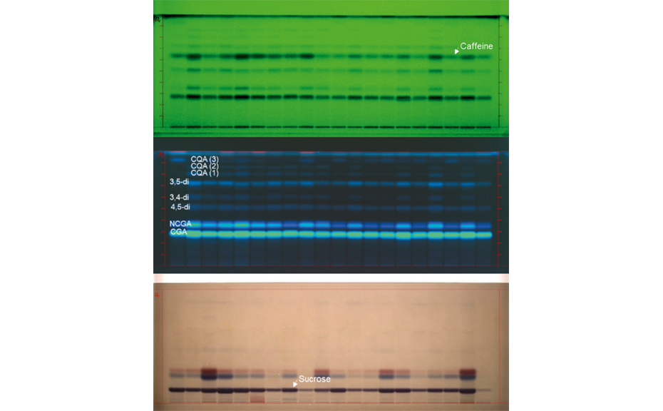 HPTLC chromatograms of different Arabica coffee varieties