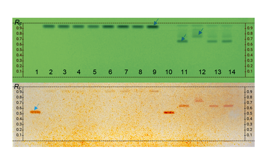 HPTLC chromatogram (top) in UV 254 nm prior to and (bottom) in white light after derivatization