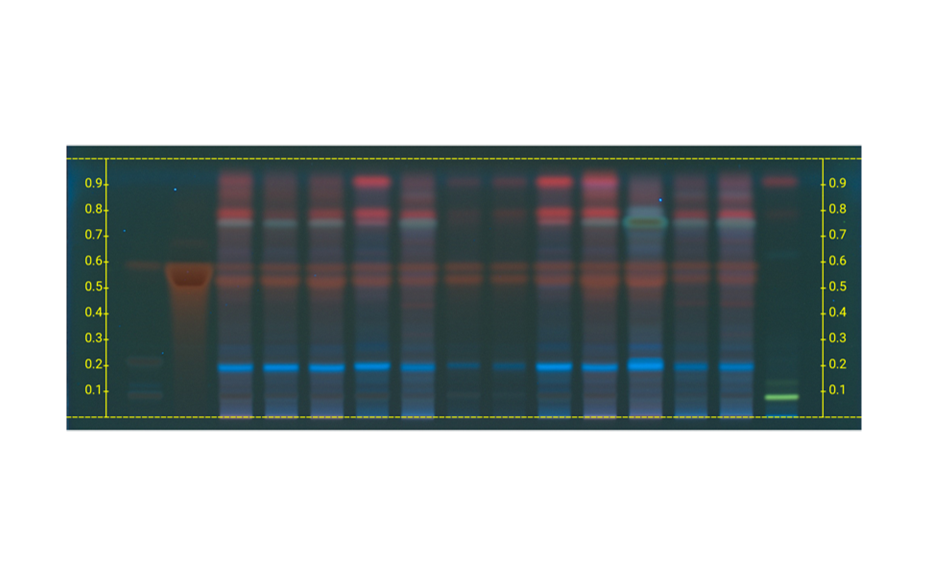 Figure 1c: Image of chromatogram in long-wave UV light (366 nm)