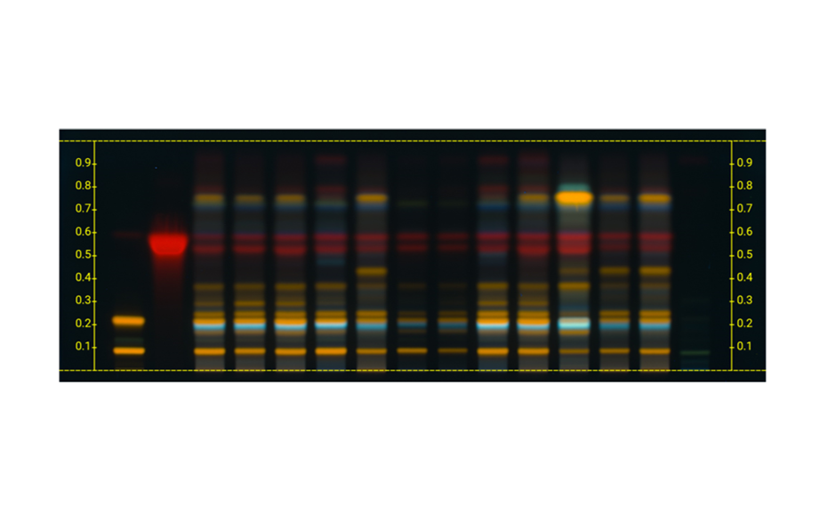 Figure 5b: Image of chromatogram in long-wave UV light 366 nm after derivatization