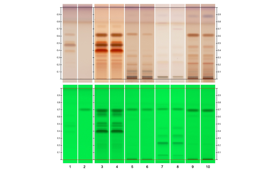 Figure 1 : Track assignment – 1 reference substances with increasing RF: epigallocatechin gallate, epigallocatechin, epicatechin gallate, and epicatechin; 2 caffeine; 3–4 green tea extracts, 5 Cola nitida seed (red), 6 Cola nitida seed (white), 7 Coffee been (roasted), 8 Coffee been (green), 9–10 Guarana seed