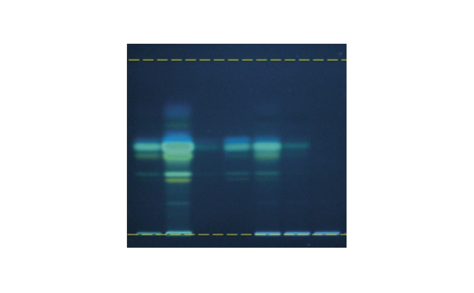 Figure 3: HPTLC screening of TCM samples for the presence of AAs [in UV 366 nm after derivatization with tin(II) chloride]. From left to right: A. fangji, 1 and 10 μL; AAs mixture 10 and 50 ng (absolute); S. tetrandra adulterated with 10 % an 1 % A. fangji, 10 μL each; pure S. tetrandra 10 μL (shows no zone).