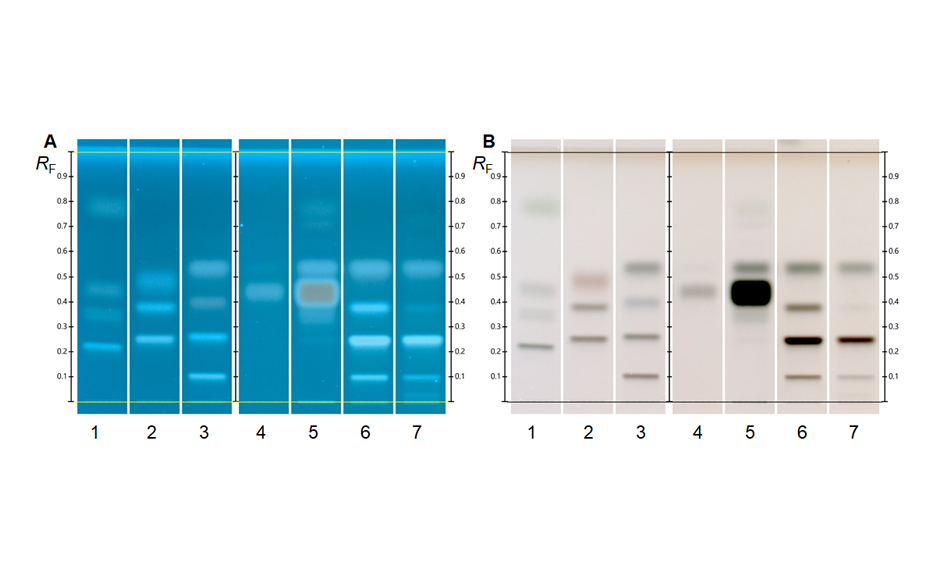 HPTLC chromatograms in UV 366 nm (A) and in white light (B) after derivatization with Aniline diphenylamine phosphoric acid reagent