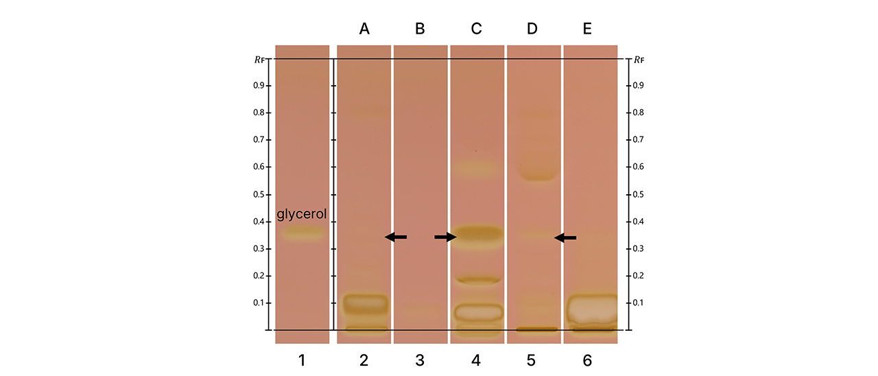 HPTLC fingerprints of tested five different vodka samples (A-E) in white light after derivatization using the glycerol method. 