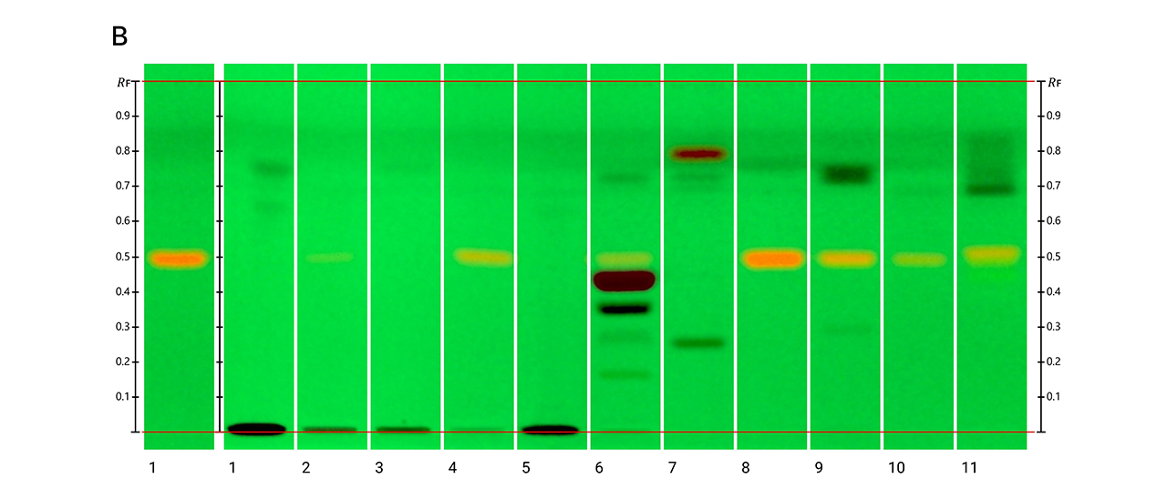 HPTLC fingerprint: UV 254 nm (B); Track 1 (left) shows Rhodamine B standard, track 1 (right): tutti frutti, tracks 2: sugar-coated jelly, track 3: jelly, track 4: cotton candy, track 5: ice barfi, track 6: cosmetic sample sindoor, track 7: lipstick, track 8: liquid lipstick, track 9: blusher, track 10: eye shadow, track 11: nail polish