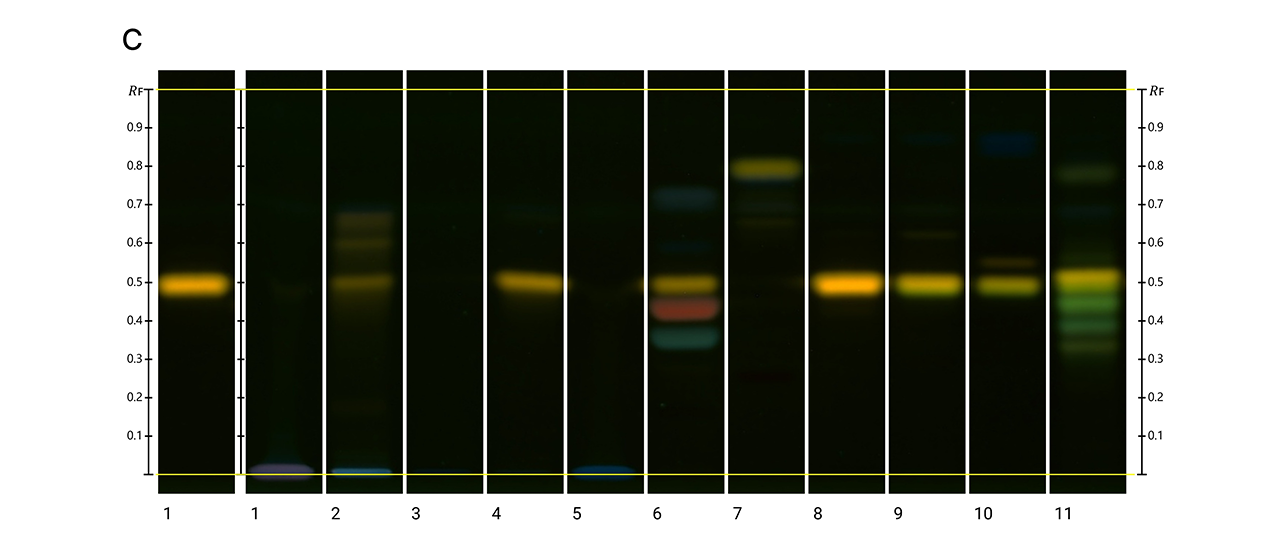HPTLC fingerprint: UV 366 nm (C); Track 1 (left) shows Rhodamine B standard, track 1 (right): tutti frutti, tracks 2: sugar-coated jelly, track 3: jelly, track 4: cotton candy, track 5: ice barfi, track 6: cosmetic sample sindoor, track 7: lipstick, track 8: liquid lipstick, track 9: blusher, track 10: eye shadow, track 11: nail polish