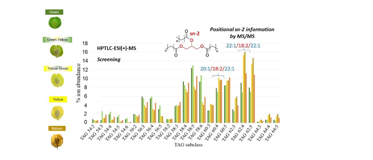 HPTLC-MS lipidomics of pennycress maturation