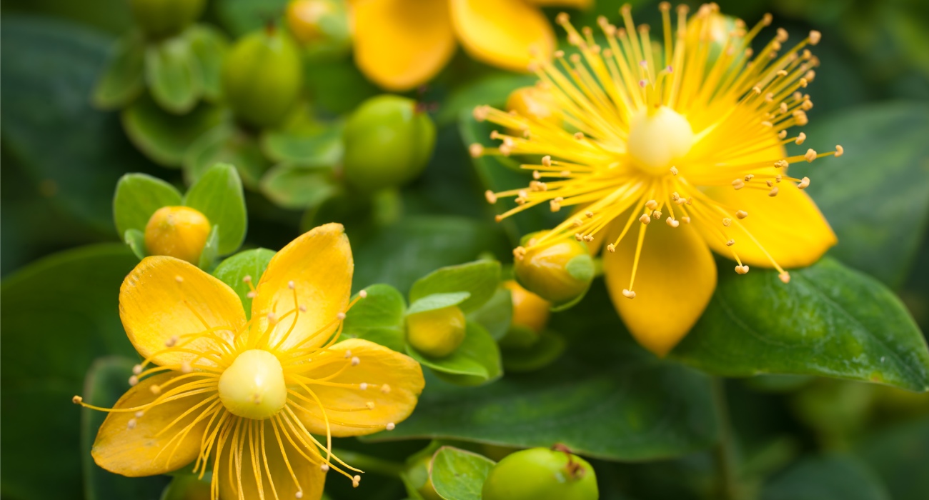 HPTLC Study on St. Johns Wort