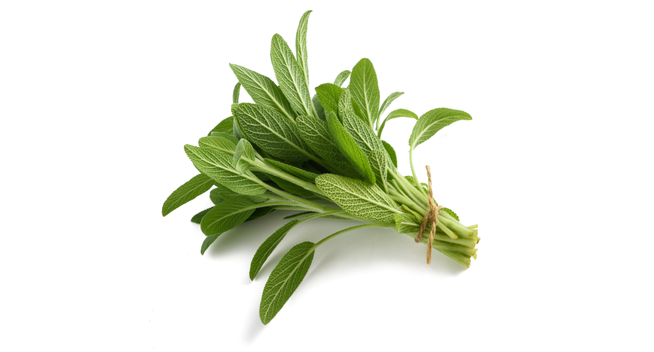 Chemical Characterization of Salvia Species