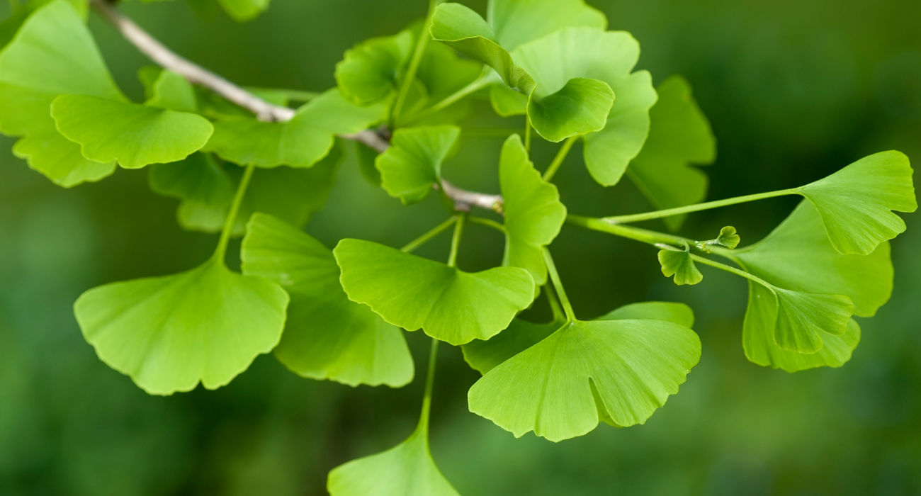 Comprehensive HPTLC Fingerprinting for Ginkgo Purity